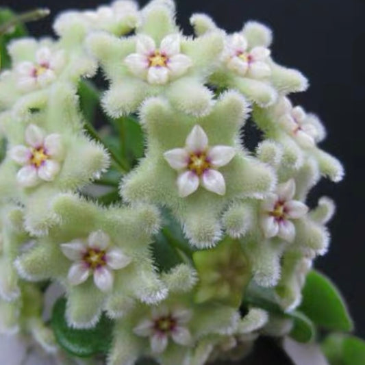 Hoya serpens