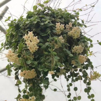 Hoya serpens