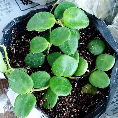 Hoya serpens