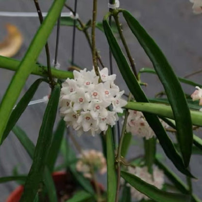 Hoya shepherdii