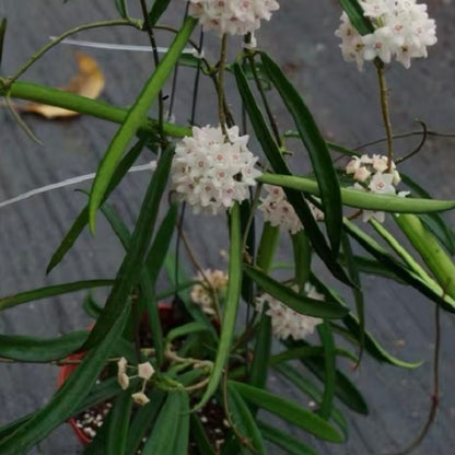 Hoya shepherdii