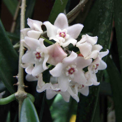 Hoya shepherdii
