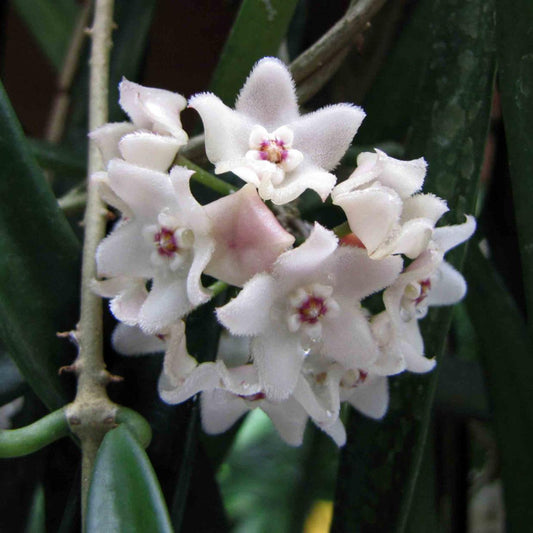 Hoya shepherdii