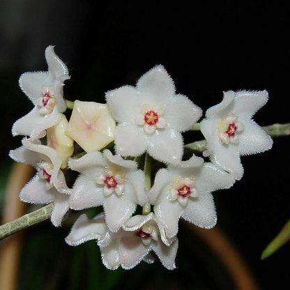 Hoya shepherdii