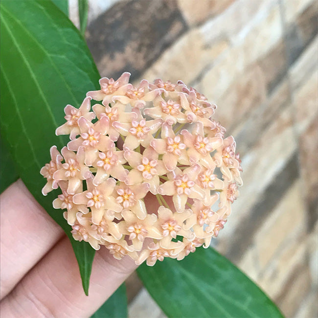 Hoya siariae
