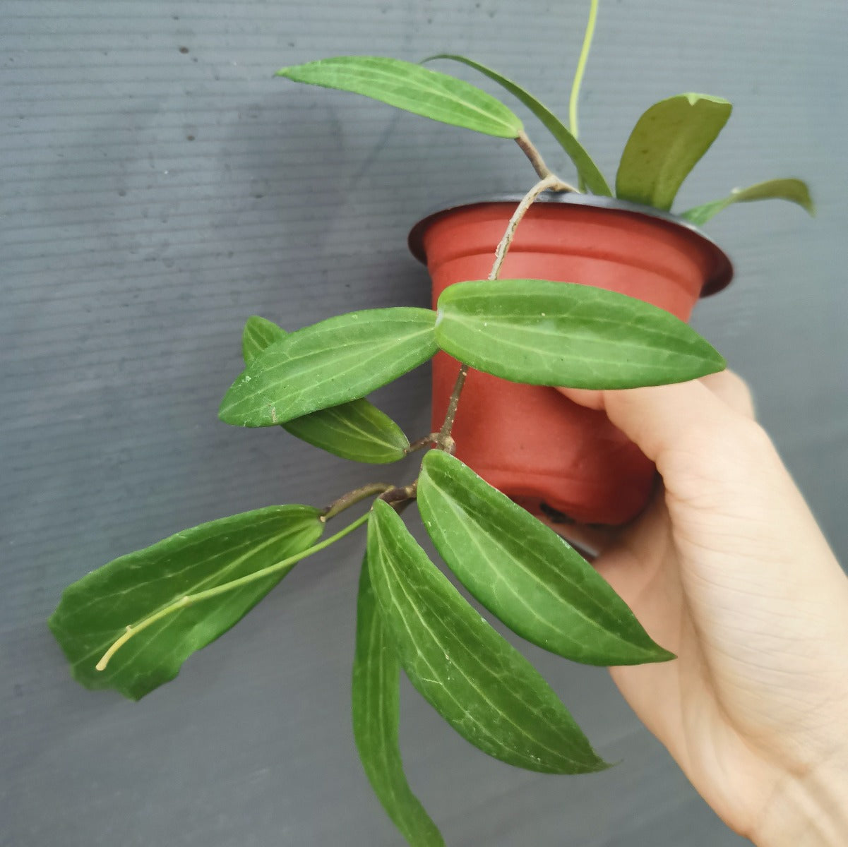 Hoya siariae