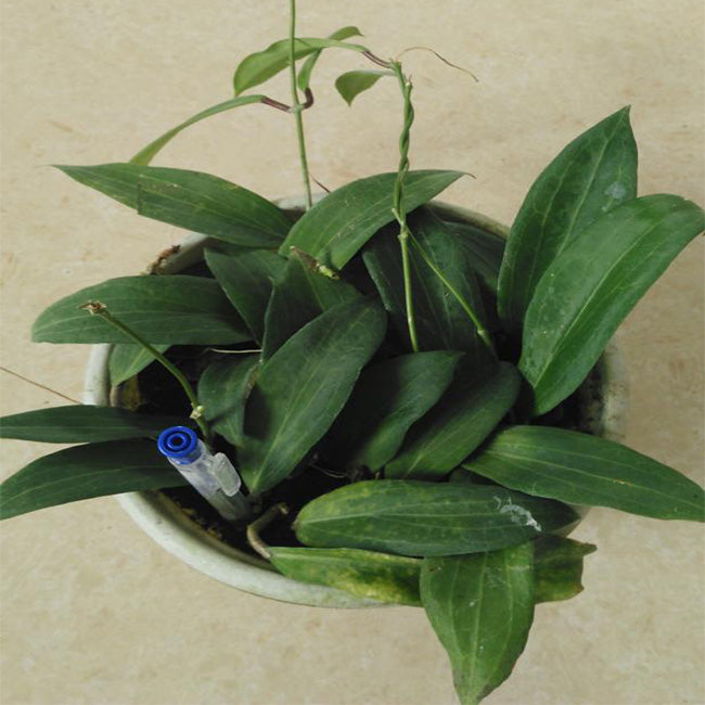 Hoya siariae
