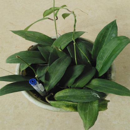 Hoya siariae