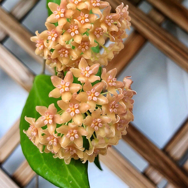 Hoya siariae