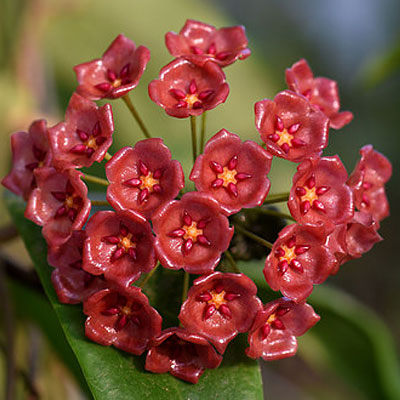 Hoya siariae red