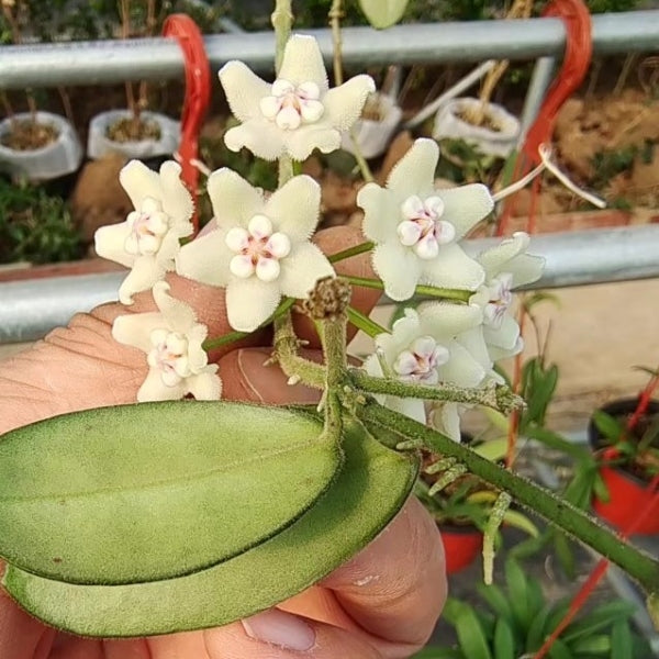 Hoya sichuanensis