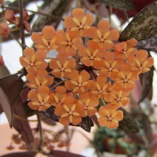 Hoya sigillatis