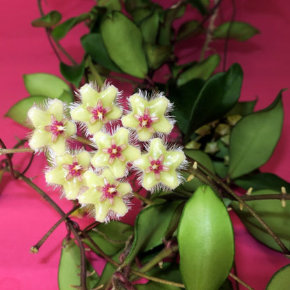 Hoya soidaoensis