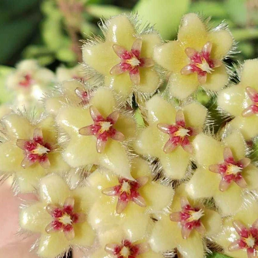 Hoya soidaoensis