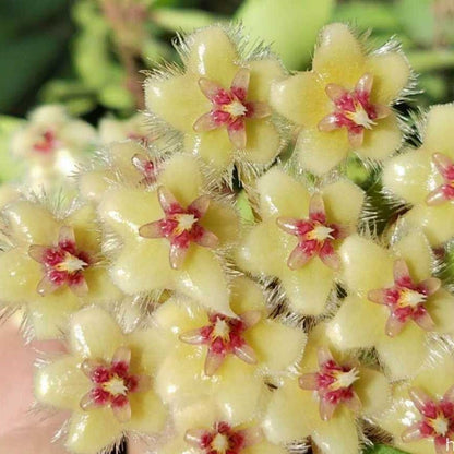 Hoya soidaoensis