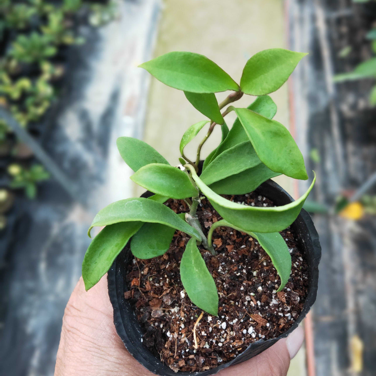 Hoya soidaoensis