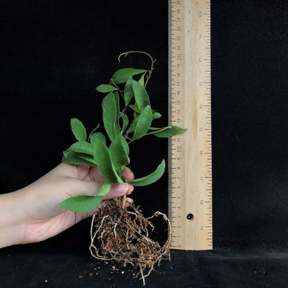 Hoya soidaoensis