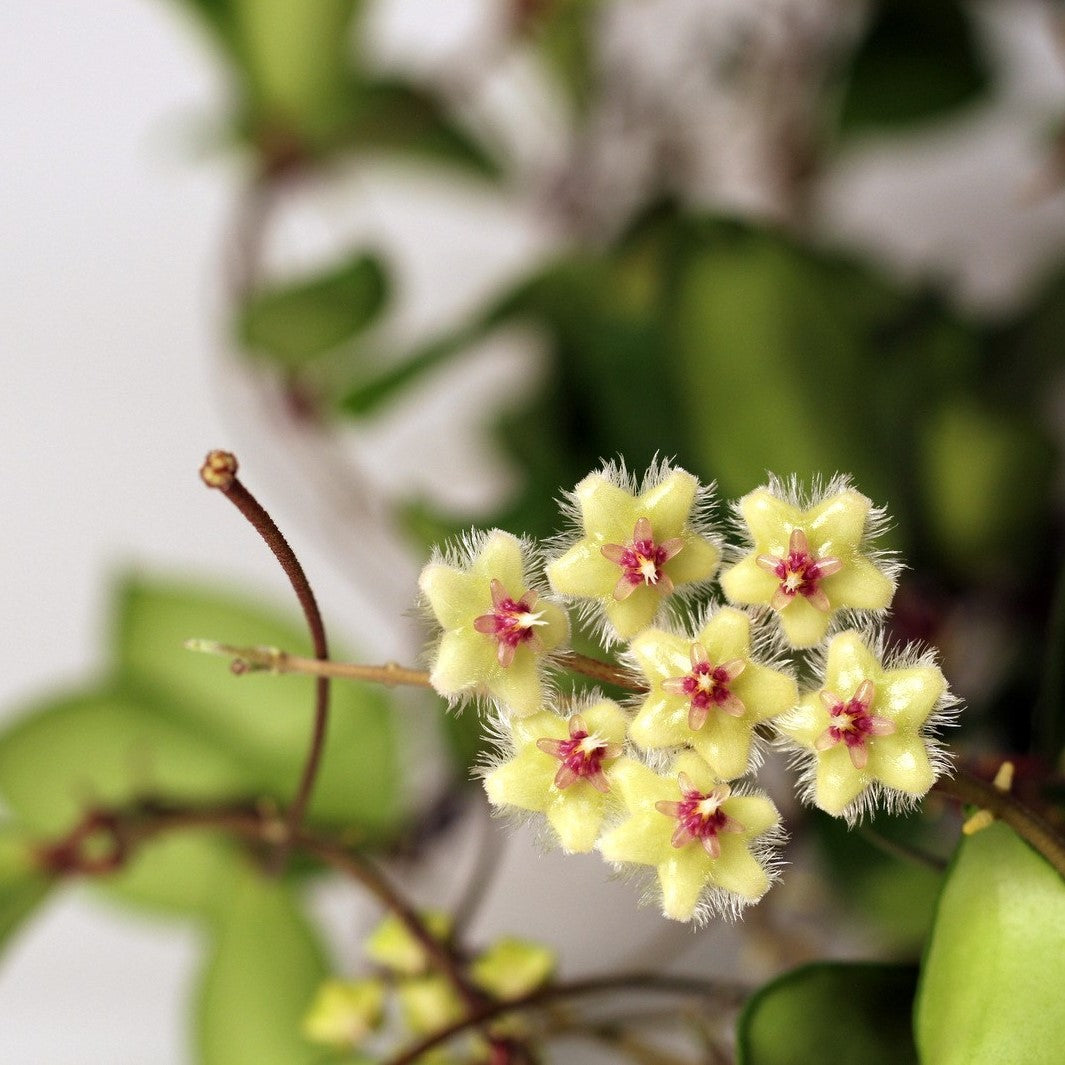 Hoya soidaoensis