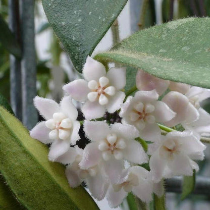 Hoya sp. aff. thomsonii
