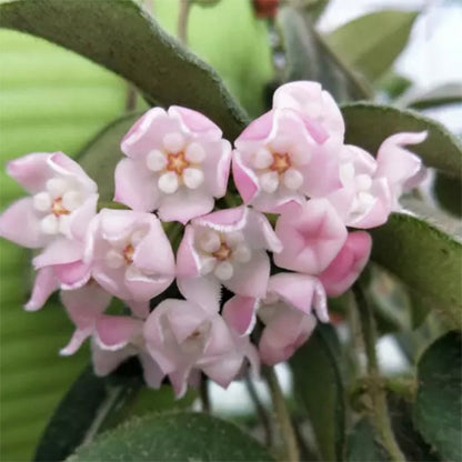Hoya sp. aff. thomsonii