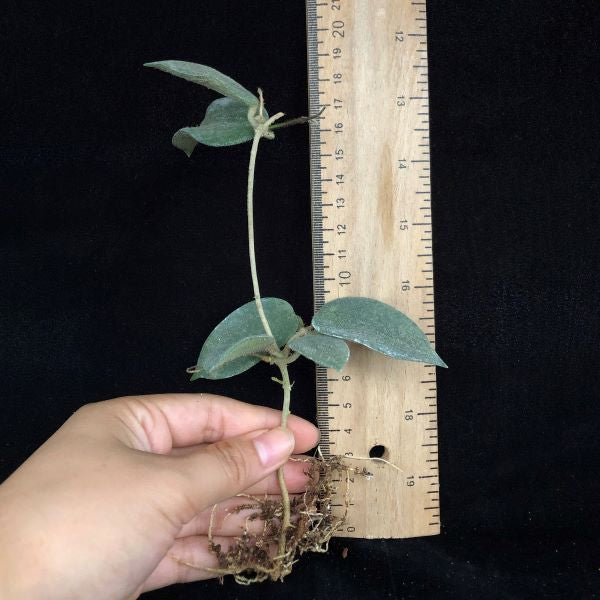 Hoya sp. aff. thomsonii