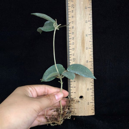 Hoya sp. aff. thomsonii
