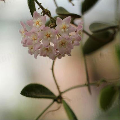 Hoya sp. aff. thomsonii