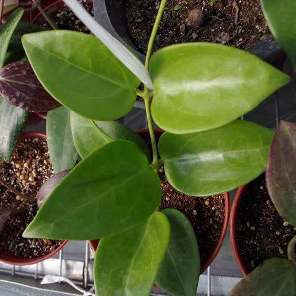Hoya sp. gajah liar