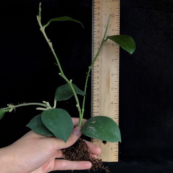 Hoya sp. gajah liar
