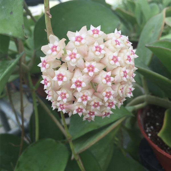 Hoya sp. gajah liar