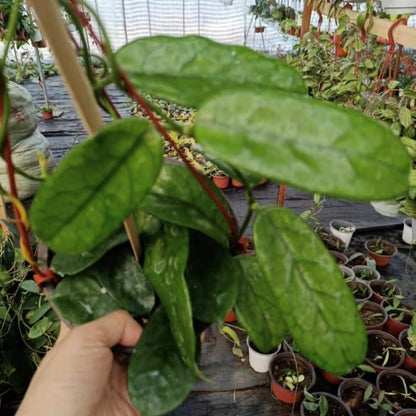 Hoya sp. motuoensis