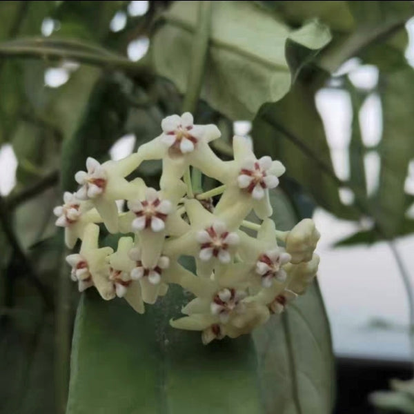 Hoya sp. motuoensis