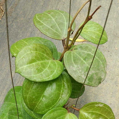 Hoya sp. sarawak