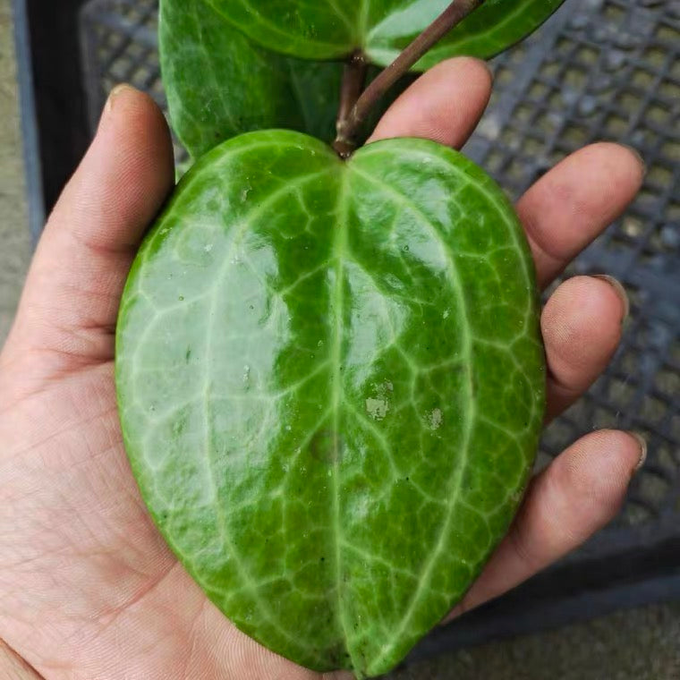 Hoya sp. sarawak