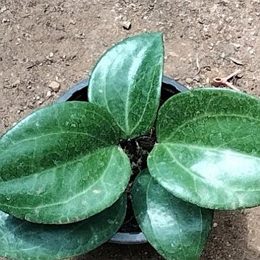 Hoya sp. sarawak