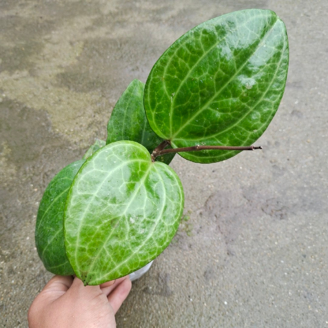 Hoya sp. sarawak