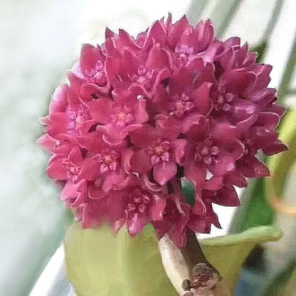 Hoya sp. sarawak