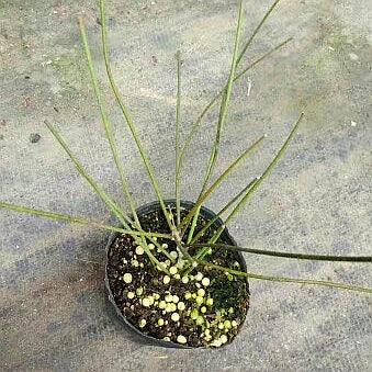 Hoya spartioides