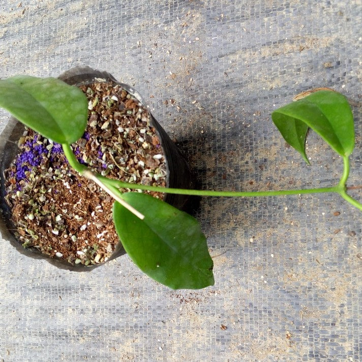 Hoya subcalva