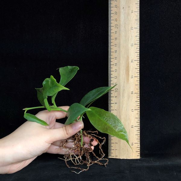 Hoya subcalva