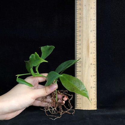 Hoya subcalva