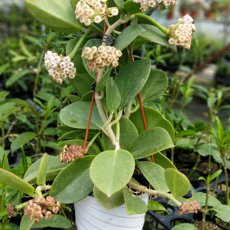 Hoya pachyclada ' Red corona '