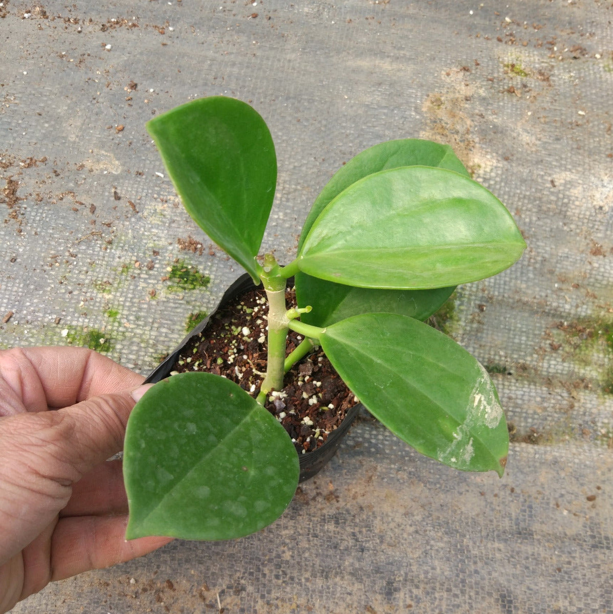 Hoya pachyclada ' Red corona '