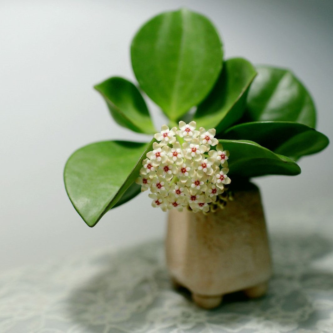 Hoya pachyclada ' Red corona '