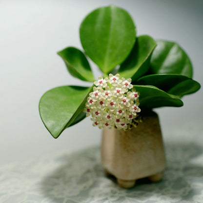 Hoya pachyclada ' Red corona '