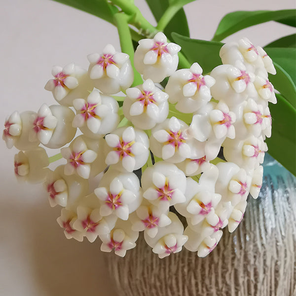 Hoya pachyclada ' Red corona '
