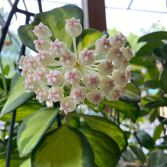 Hoya subquintuplinervis variegated