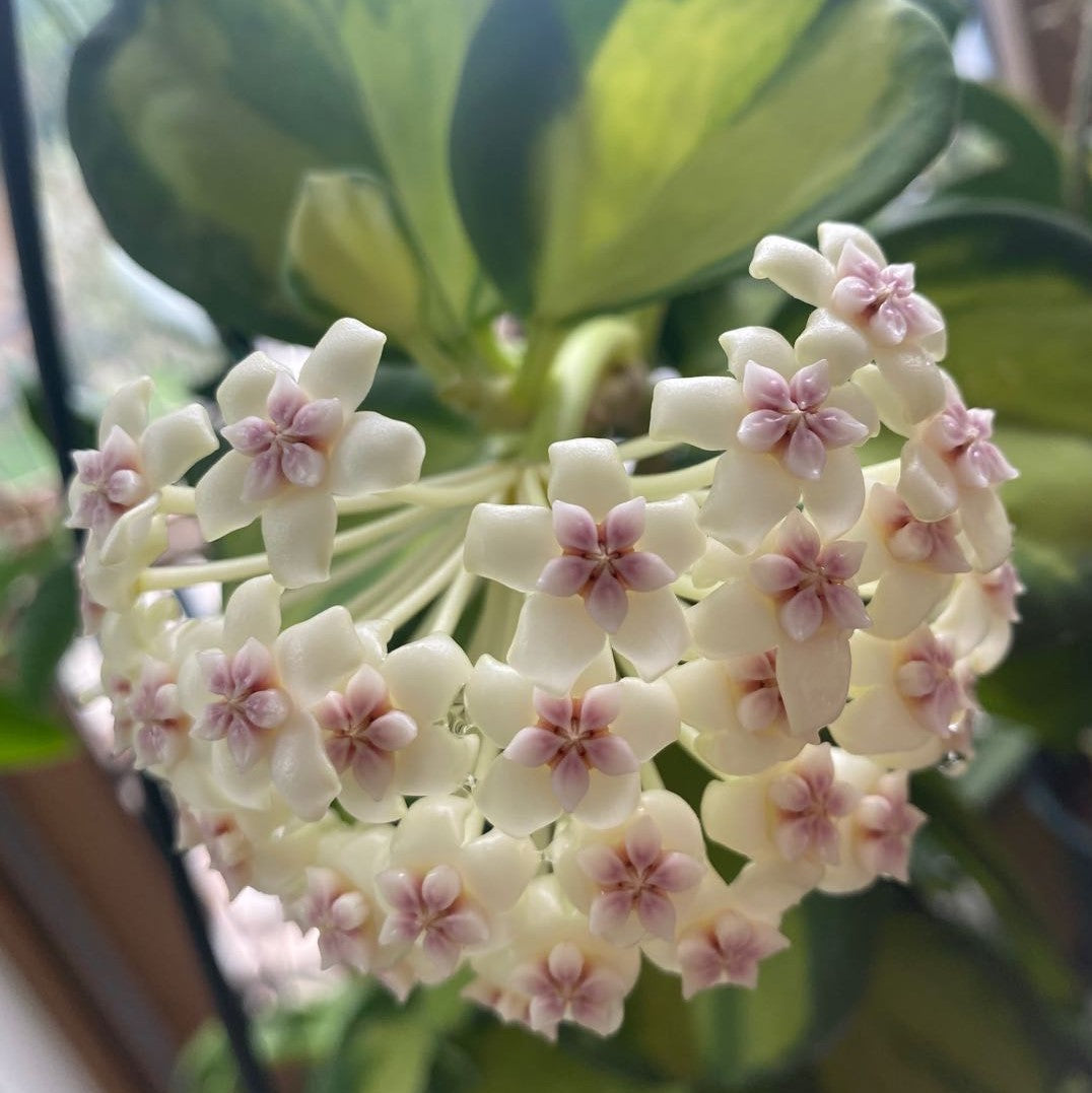Hoya subquintuplinervis variegated