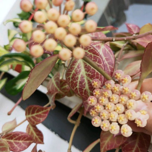 Hoya sunaise