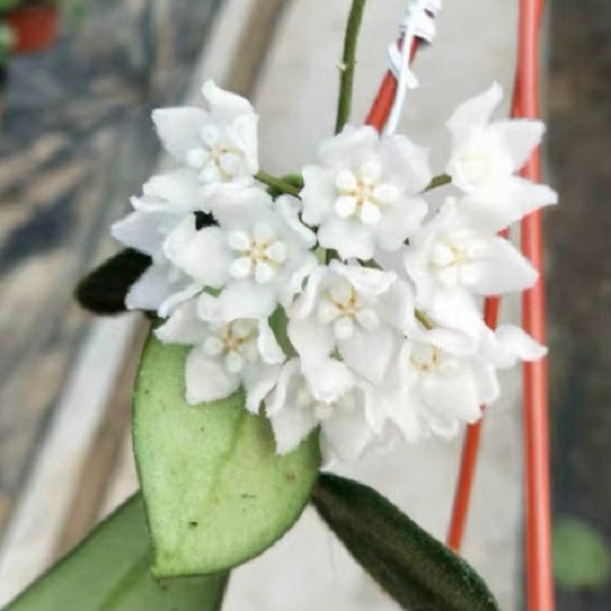 Hoya thomsonii ' White flower '